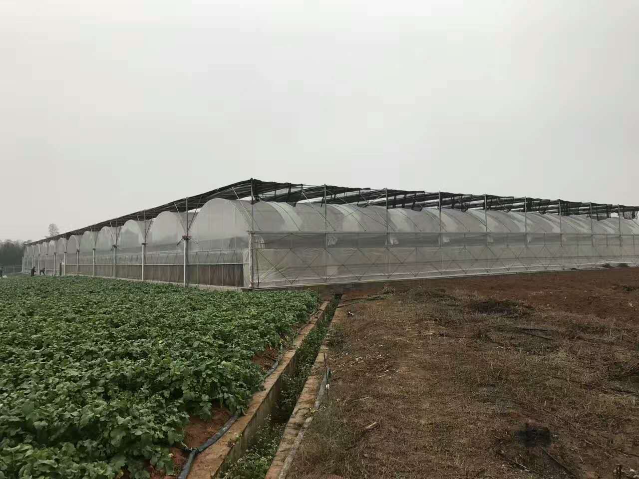 长沙县水利局3840平连栋智能温室竣工